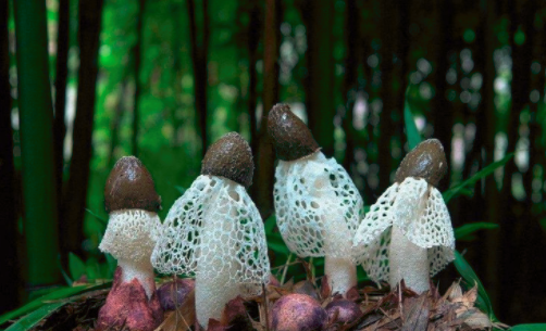 圖片關鍵詞 http://www.geshandi.cn/ewebeditor/uploadfile/20180828110329835001.png